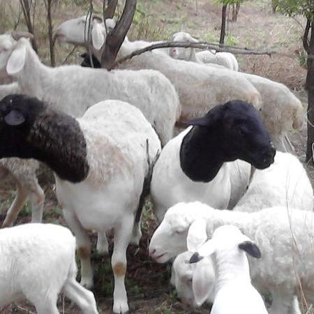 很污的养成游戏怎么玩？深度解析高能互动与隐藏攻略