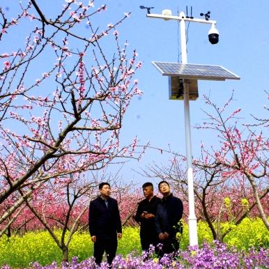 桃园采集分布哪里最密集？独家揭秘高收益资源刷新规律