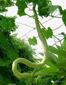 香脆蛇瓜真的废吗？揭秘香脆蛇实战推图绝杀阵型与隐藏机制