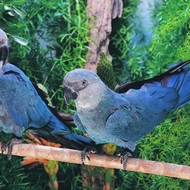 愤怒的小鸟里约大冒险怎么玩？Blu技能解锁与Boss战必杀技