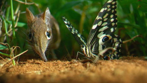 心动小镇黄腹纹霸鹟隐藏点在哪？秘境探索攻略