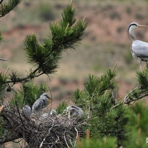 心动小镇金黄鹂在哪？解锁神秘栖息地探索指南