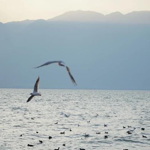 心动小镇海鸥在哪？神秘奇遇地点坐标+触发玩法