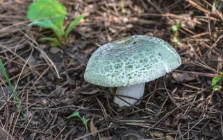 多孔红菇哪里刷最多？2026年最新分布图与高阶用法全解