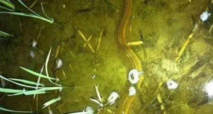 警惕网络猎奇，深度解析黄鳝门背后的安全警示与法律红线