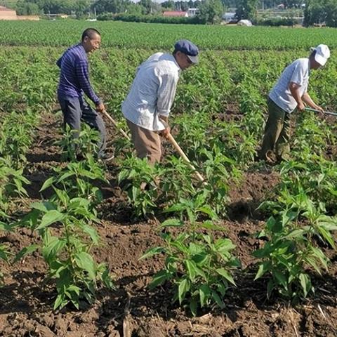 红色沙漠vs荒野大镖客2小鸡对比，R星又赢在细节？