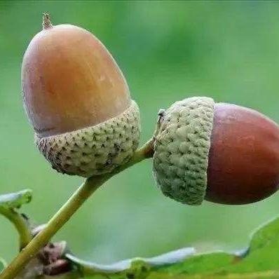 冰河世纪松鼠橡果大结局，Scrat真的抓到了吗？手游隐藏彩蛋全解