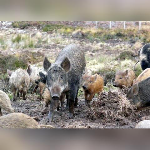 怪物猎人，世界首日更新大揭秘！小猪新角色及剧情深度剖析