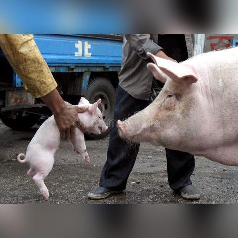 谁在收割玩家？深扒无良游戏厂商的杀猪盘套路