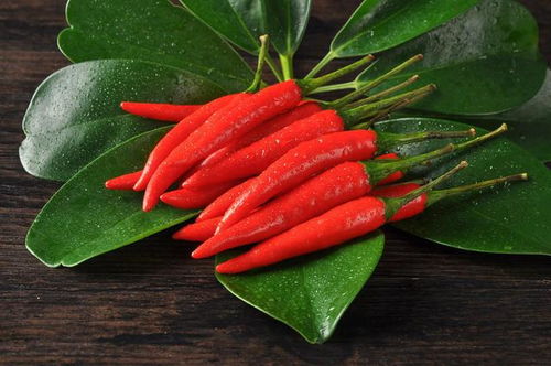 红心辣椒类型全解析，稀有品种获取与属性对比攻略