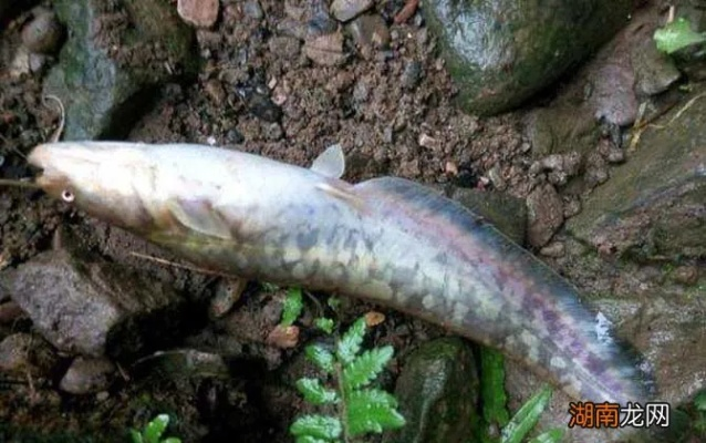 熔鳞鲶鱼怎么钓？纳塔特产获取效率翻倍的秘密