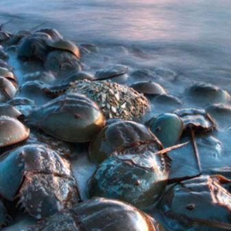 进化危机2通关秘籍，如何用低配阵容逆风翻盘？