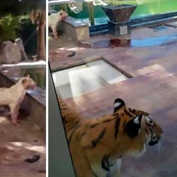 《猛兽派对》生存赛攻略：掌握这些技巧，成为派对霸主！