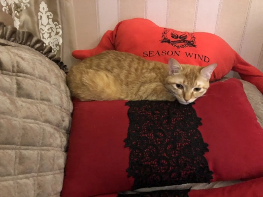 《红色沙漠》胖猫改名“面包猫” 玩家调侃：没法玩了！