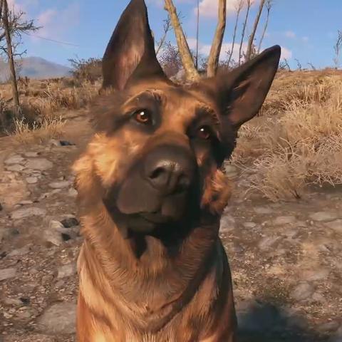 《辐射4》萌犬“狗肉”荣获最佳狗狗大奖！🐕💖