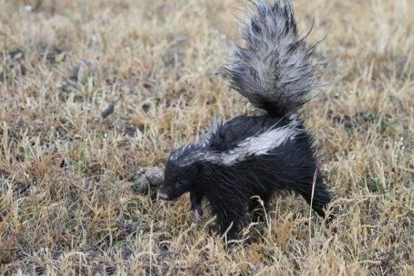 山地臭鼬怎么找？2026最新刷新点位与稀有掉落物实测