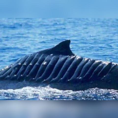 街头霸王5畅玩必看，NVIDIA 361.91驱动设置攻略