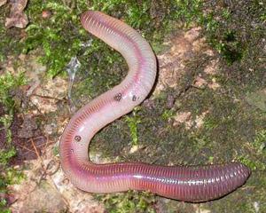 五彩鳗养不活？揭秘底栖怪物的驯化与生存法则