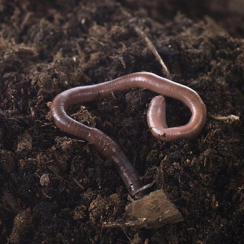 《羊了个羊》5月28日通关秘籍大公开！速来解锁！