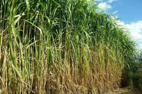 皇竹草种节怎么选？2026年最新高产避坑指南