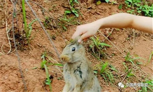 死亡搁浅2数据科学家兔田佩克拉的神秘藏身地究竟在哪？