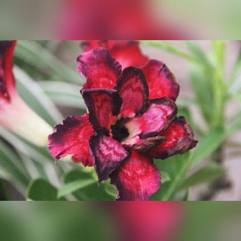 红色沙漠玩家吐槽，女主潜力白瞎 多主角形同虚设