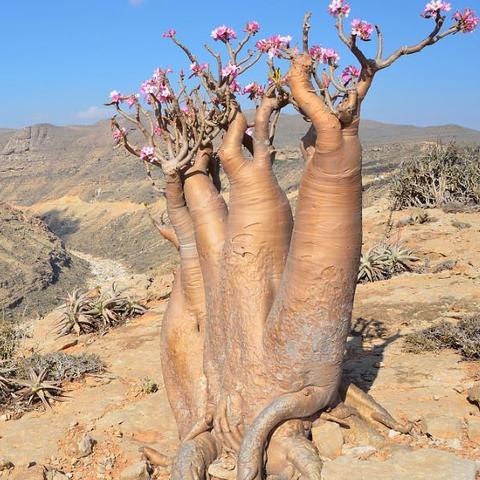 红色沙漠紧急更新，部分BOSS突停移动 影响战斗体验
