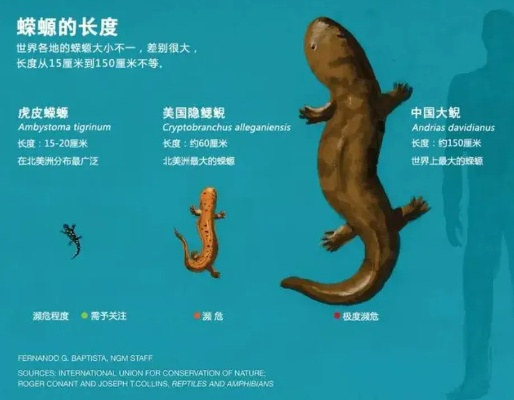 日本惊现纯种中国大鲵，稀有基因能否拯救人工繁育？