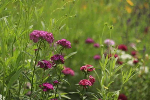 2026花亦山心之月T0阵容搭配与养成资源规划全解析