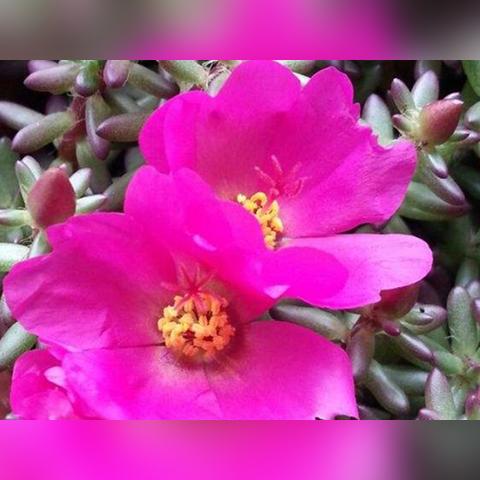 跑跳死重来！超级肉肉男孩 3D已发售