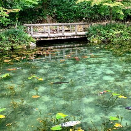 荒废神社调查无门？揭秘神樱大祓隐藏解密技巧与全流程