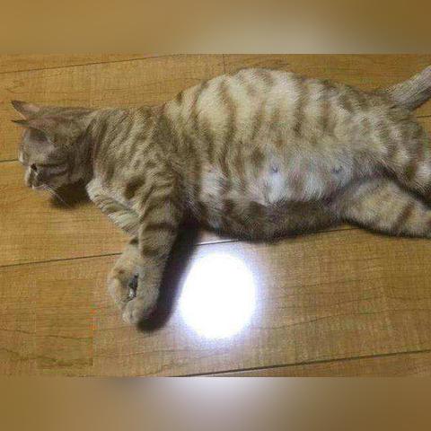 拿不到死神猫？深度解析猫咪和汤S级皮肤获取门道与实战价值