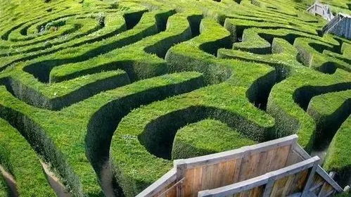 金垦小镇植物种类盘点，玩家要的全品种清单都在这