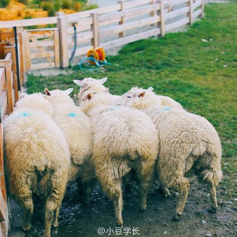 《模拟农场25》瓦尔特老爷爷：农场传奇新篇章