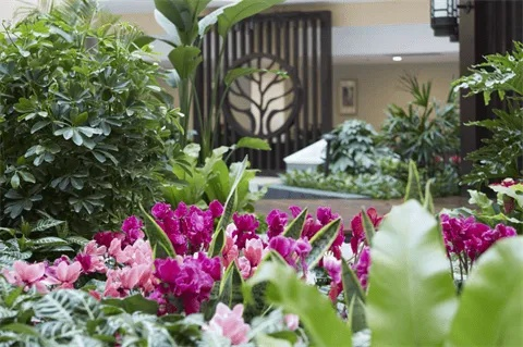 揭秘美国际后花园，2026最新资源获取与社区玩法指南