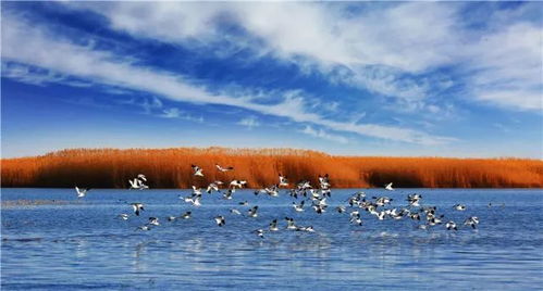 《心动小镇东蓝鸲：隐藏秘境大揭秘》