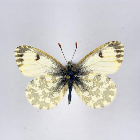 《心动小镇红襟粉蝶捕捉攻略：隐藏捕捉点大揭秘》