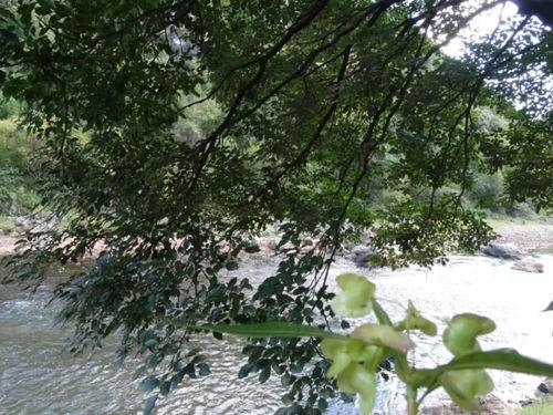 《鸣潮》古榕月光攻略：独家秘籍，轻松通关！