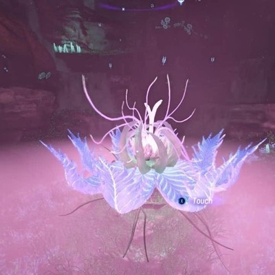 阿凡达塔休幼苗分布图，精准采集指南