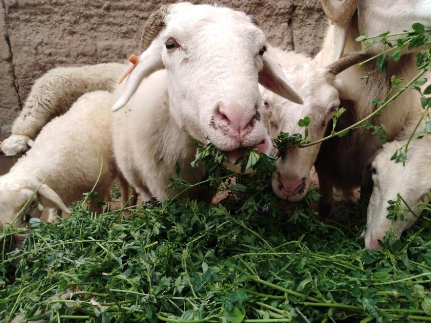 《羊了个羊》7月12日通关秘籍大公开！速来解锁！