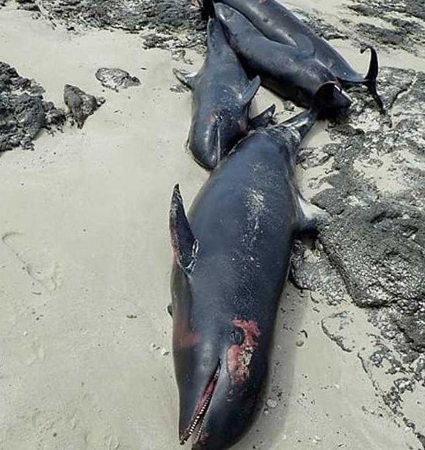 《死亡搁浅2》典藏版开箱揭秘：独家珍藏等你来发现