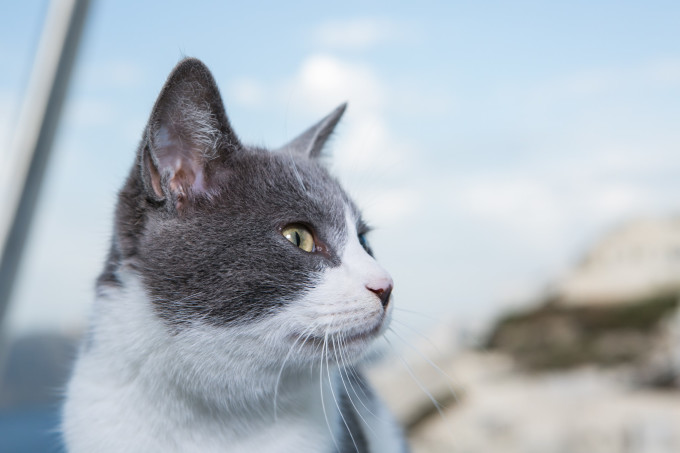 《剑星》神经元链接紧身服获取秘籍，猫咪摄影展猫咪分布全揭秘