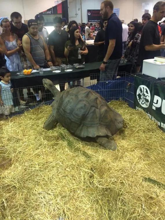 《辐射4》萌宠狗狗新截图曝光！必看萌宠游戏瞬间