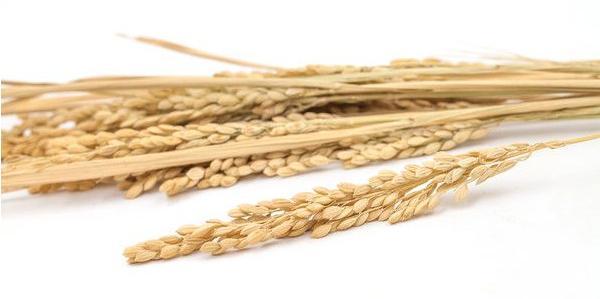 《缺氧》新手基地搭建与种植技巧攻略，快速入门！