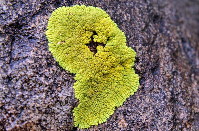 《孢子》原始男人超逼真体验，揭秘生存进化奥秘