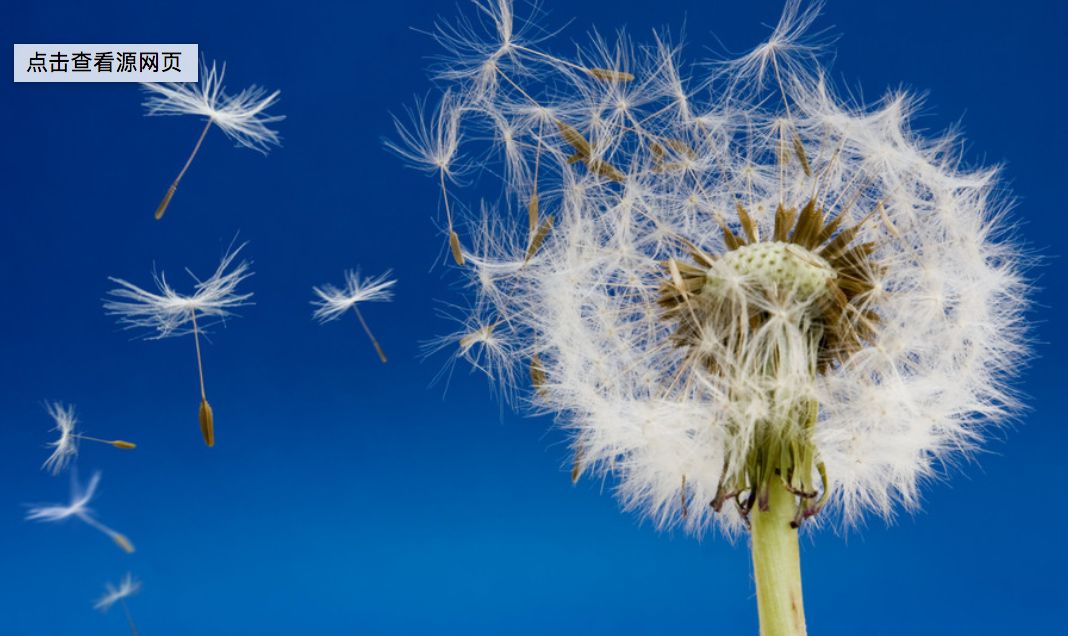 《原神》3.4版蒲公英籽速刷攻略：高效收集秘籍大公开