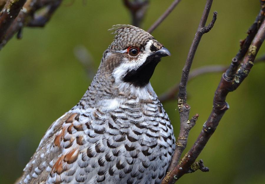 《日月版血翼飞龙养成秘籍：最强精灵养成攻略》