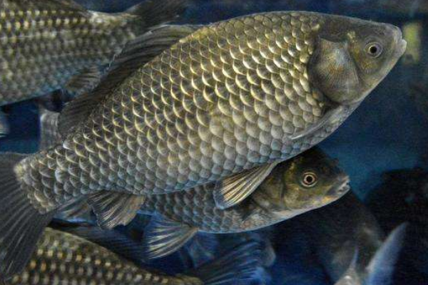 稀缺！新鲜斑点黄尾鱼捕获全攻略，高价值坐标与饵料揭秘