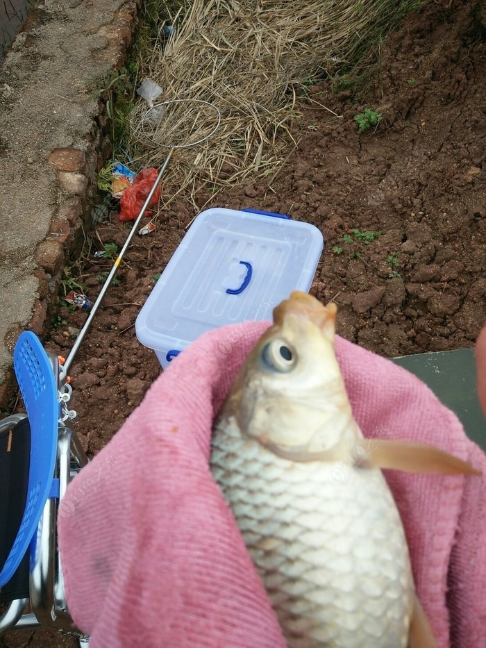 《猫猫钓游记》全鱼种图鉴：揭秘出没区域与稀有度排行