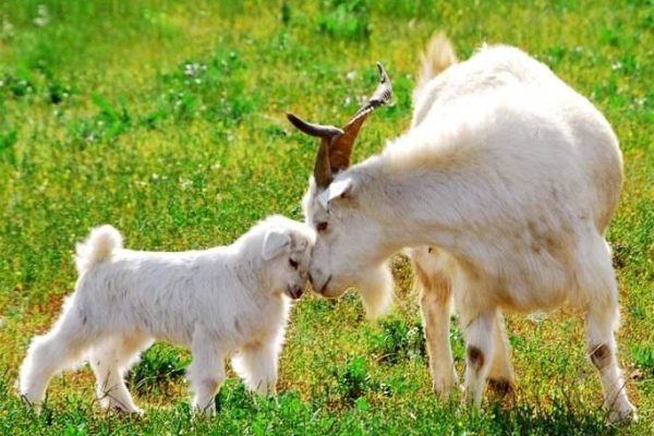 《羊了个羊》11.21第二关攻略：轻松通关秘籍大公开